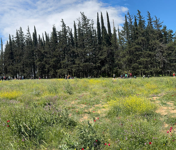 Honeys | Oak Variety