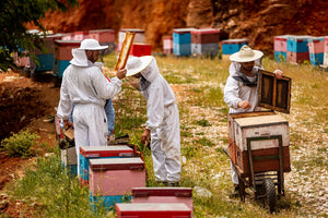 Koutlis honey fresh honey harvest 